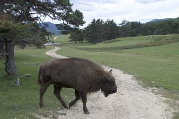 Buffalo