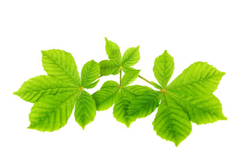 young fresh leaves of chestnut on a white background