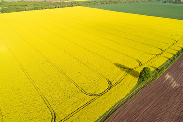 rapsfeld mit reifenspuren aus der vogelperspektive