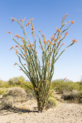 Blooming Ocotillo Cactus, AZ, USA