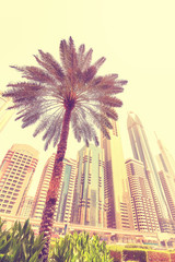 Palm tree in front of Dubai skyscrapers, color toning applied, United Arab Emirates.