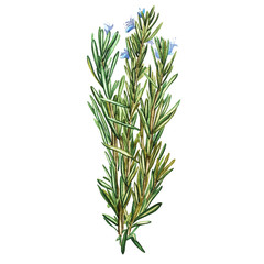 Botanical drawing of a rosemary. Watercolor beautiful illustration of culinary herbs used for cooking and garnish. Isolated on white background.