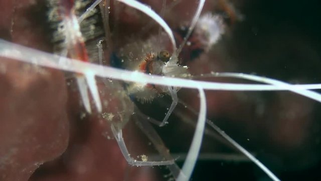 Red shrimp in Caribbean sea