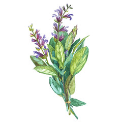 Botanical drawing of a Sage. Watercolor beautiful illustration of culinary herbs used for cooking and garnish. Isolated on white background.