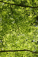 Fototapeta premium 楓