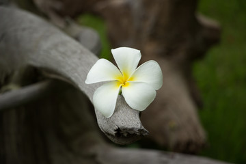 champa flowers