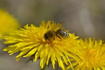 Bees are all in the dust of flowers