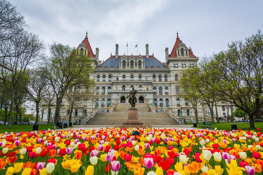 Tulips and The New York State Capitol, in Albany, New York.
