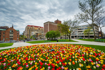 Fototapeta na wymiar Tulips and buildings in Albany, New York.
