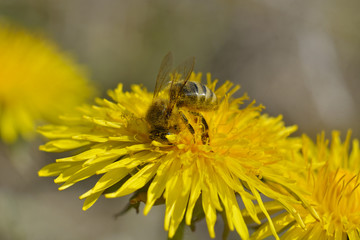 Bees are all in the dust of flowers