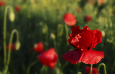 Beautiful red poppies at field