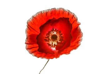 poppy on the white