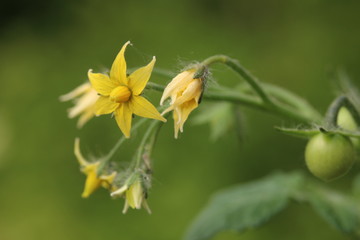Close-up of a mini-tomato-flower, Blüte einer Mini-Tomate, Topftomate