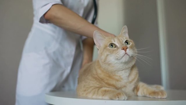 Closeup of Veterinarian woman with stethoscope examining cat in medical vet office