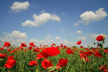Beautiful red poppies at field
