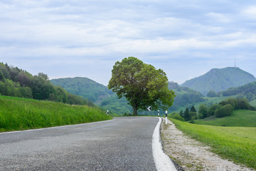 Strasse mit Baum und Kurven 