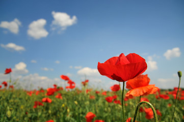Beautiful red poppies at field