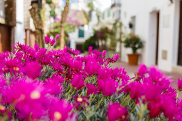 Fototapeta na wymiar Calles con macetas y flores rosas