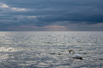 Schwan an der Küste der Ostsee