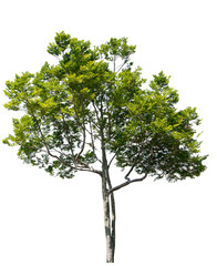 Fototapeta premium Tree isolated on white background