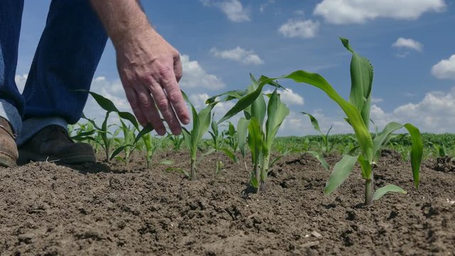 Farmer or agronomist examining quality of corn plant in field, spring time