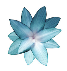 Turquoise -white flower.  White isolated background with clipping path.   Closeup.  no shadows.  For design.  Nature.