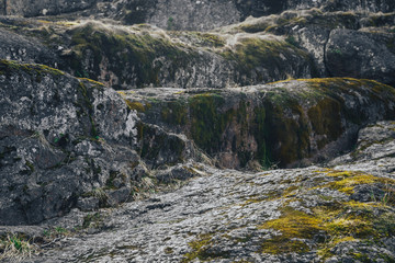 coastal background texture of algae on rocks at low tide