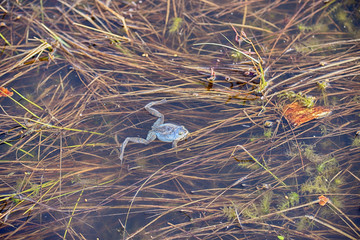 Frog in a swamp, warm springtime background