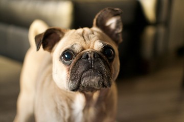 Pug