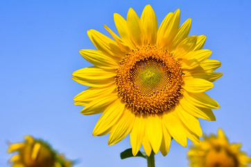 Fototapeta premium Beautiful sunflower on blue sky background