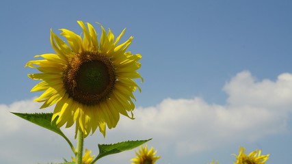 blooming sunflower is waiting the sun rise