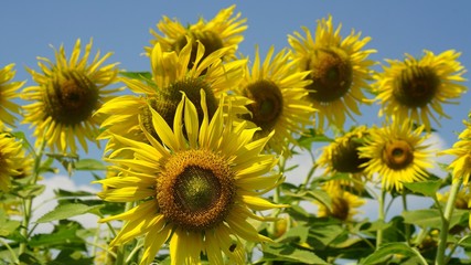Obraz premium blooming sunflower is waiting the sun rise