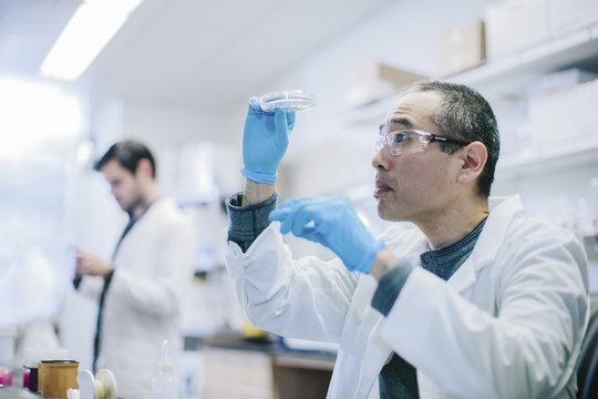 Male Doctor Examining Petri Dish At Laboratory While Coworker Working In Background