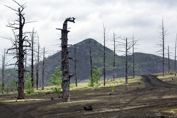 Kamchatka volcano landscape: burnt trees (larch) on volcanic slag and ash in Dead Wood (Dead...