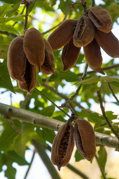 Lacebark Flaschenbaum (Brachychiton discolor)
