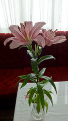 Lily flowers in a glass vase on the table in the interiors of the apartment