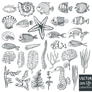 beautiful sea life collection for design