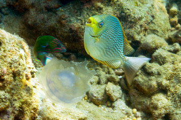 Fototapeta na wymiar Two colored fish and jellyfish over the seabed. Phuket island, Thailand 