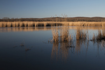 Sedgy in Igneada Longoz Forest