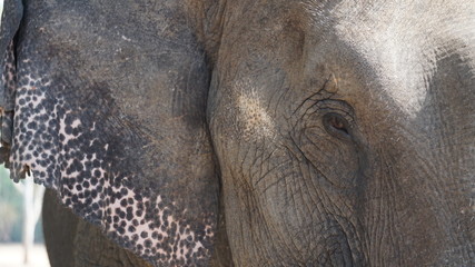 close up on elephant's eye