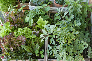 Salat und Kr&auml;uter am Balkon ernten