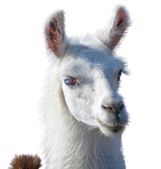 Beautiful lama portrait