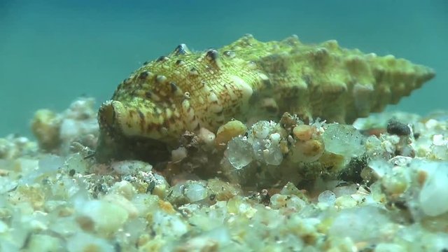 Costa Brava, diving the Mediterranean sea, Hermit crab, Spain