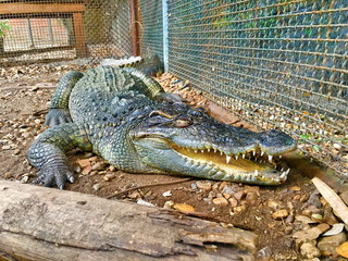 Crocodile in the zoo