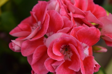 pink geranium
