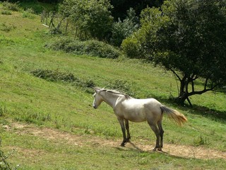 Naklejka premium Caballo blanco en el prado