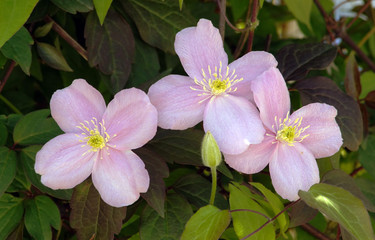 Big pink flowers in garden (Clematis montana)