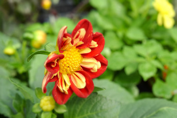 Dahlia