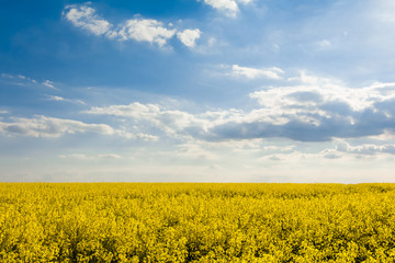 Gelbe Blüten im Rapsfeld und blauer im Himmel mit Wolken - Frühling im Mai