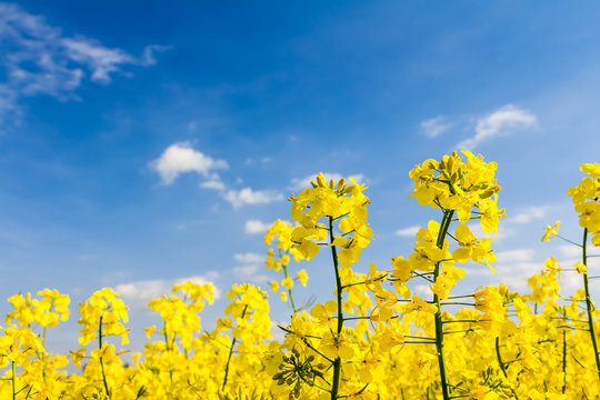 Gelbe Bl&uuml;ten im Rapsfeld und blauer im Himmel mit Wolken - Fr&uuml;hling im Mai